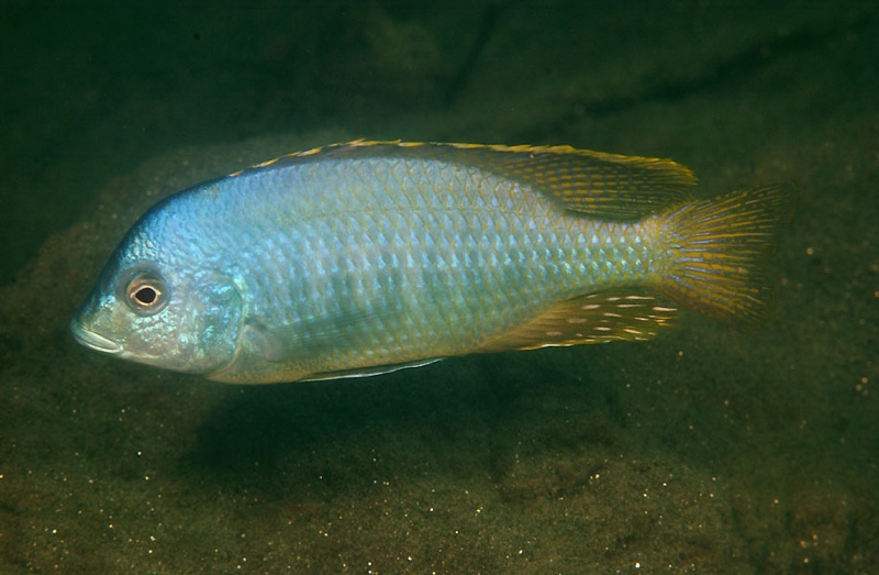 Mylochromis guentheri 'Chitande Island'